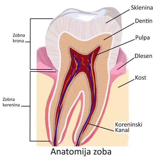 Anatomija (zgradba) zoba