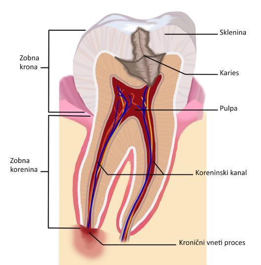Anatomija (zgradba) zoba